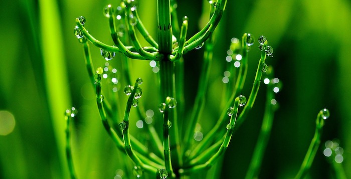 Horsetail - Benefits, Virtues, Origin, Dosage, Side Effects - Nutrimea